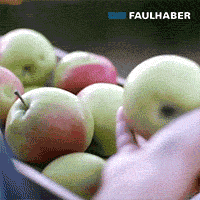 Frisch gepflückte Äpfel